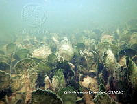 GML0001 Avrainvillea nigricans.JPG