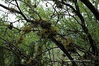 CAR 0042 Reserva de la Biósfera Tehuacán-Cuicatlán.jpg
