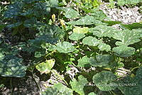SG019 0287 Cucurbita argyrosperma sbs argyrosperma.jpg