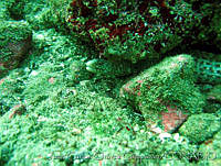 JCCC0090 Muraena lentiginosa.jpg