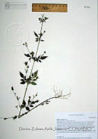DZAJ848 Bidens pilosa.JPG