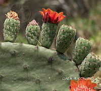 3R 01040 Opuntia tomentosa.tif