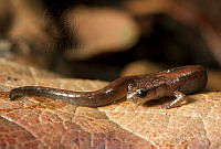  MASM08128 Chiropterotriton orculus.jpg