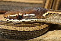 ECA0133 Rhadinaea hesperia.jpg