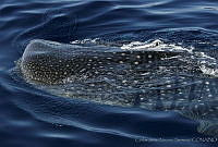 CNS0907 Rhincodon typus.jpg