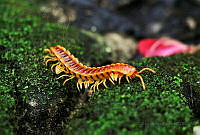 KDMF01 Polydesmida.jpg
