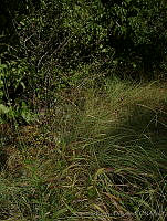 RRD0020 Chloris sp..jpg