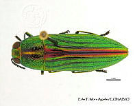 EFM0002 Agaeocera gigas.JPG