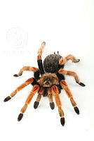 MASM08138 Brachypelma boehmei.jpg