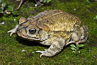 VHL0490 Incilius mazatlanensis.jpg