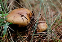 IMDOC Hong 0180 Cprtomarois varois.jpg