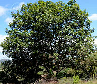 MDLLPG0126 Quercus magnoliifolia.jpg