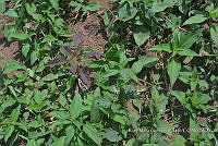 SG019 0337 Amaranthus hybridus.jpg