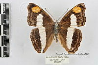 JF018 0458 Doxocopa pavon theodora.jpg
