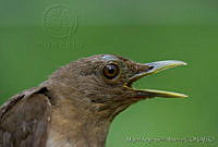 MASM04062 Turdus grayi.jpg