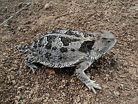 RCF04 Phrynosoma orbiculare.jpg