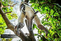 VNN6 023 Tamandua mexicana.jpg