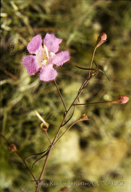 1170%20Gerardia%20pedicularis.jpg.nyfRg8H1MQcF55thQA3g0JtbmFja29CbnFuZ3NAbXJ6LGtwZwA.JIQL6SFHBC