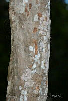 FJRS0229 Thouinia paucidentata.jpg