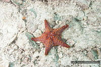 CSO013 Pentaceraster cumingi.jpg