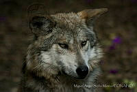 MASM06344 Canis lupus baileyi.jpg