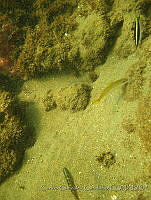 CGG0750 Mulloidichthys martinicus.JPG