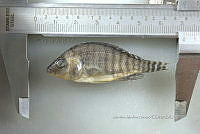 NE002 0250 Oreochromis spp.jpg