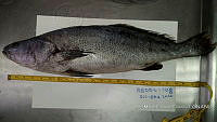 RE006 0041 Totoaba.tif
