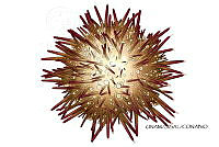 NE018 1076 Lytechinus euerces.jpg