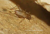 JCC0188 Gryllidae.JPG