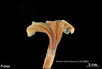 ME006 Pol 0182 Anamobaea orstedi.jpg