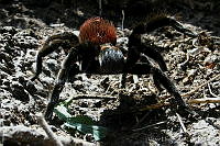 VHL0105 Brachypelma sp..jpg