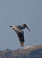 IMDOC0107 Pelecanus occidentalis.jpg