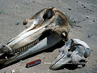 NBA0027 Phocoena sinus.jpg