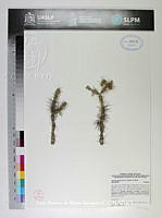 JAdNV0334 Opuntia pubescens.JPG