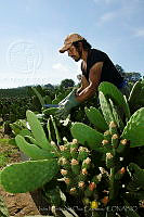 IMDOC0930 Opuntia sp..jpg