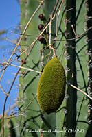 RRR0051 Amphilophium crucigerum.jpg