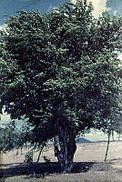 3347 Prosopis laevigata.jpg