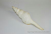 MASM05214 Fusinus dupetitthouarsi.jpg