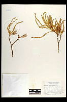 102083 Quercus tuberculata.jpg
