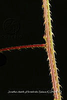 Huitz 1924 Mimosa sp..jpg