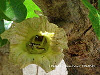 JF078 0227 Crescentia cujete.jpg