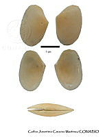 KT014 0303 Macoploma siliqua.JPG