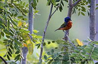 AAKVDH 0181 Passerina ciris.JPG
