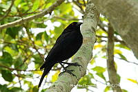 MHS0062 Molothrus aeneus.JPG