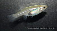 ODD0030 Skiffia bilineata.jpg