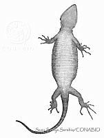 SSS0037 Xenosaurus newmanorum.JPG