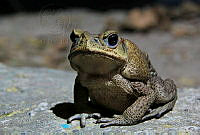 CAMP03 Rhinella marina.jpg