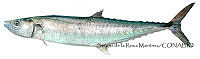 SRM0034 Scomberomorus cavalla.jpg