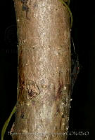 FJRS0149 Jatropha gaumerii.jpg